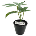 Planta artificiala cu ghiveci, castan, 22 cm, Art Flower, 35592