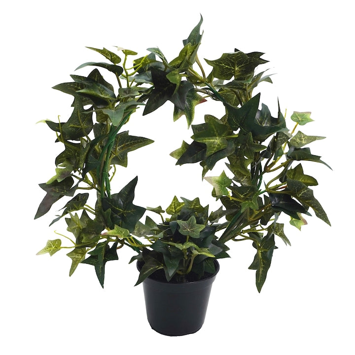 Planta in ghiveci, Coronita din Iedera, 33 cm, 25654