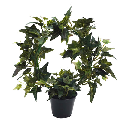 Planta in ghiveci, Coronita din Iedera, 33 cm, 25654