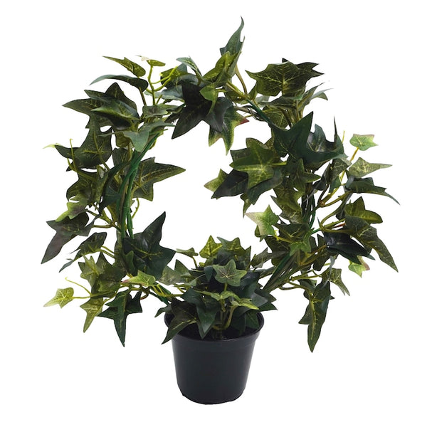 Planta in ghiveci, Coronita din Iedera, 33 cm, 25654