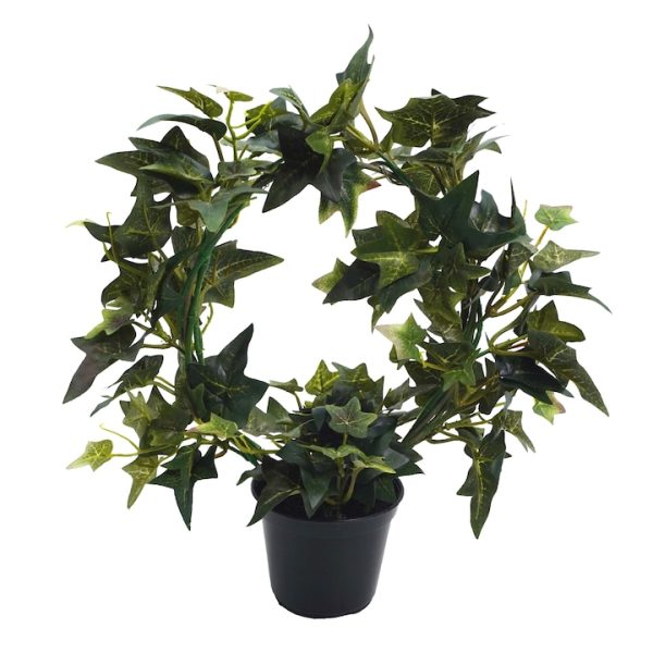 Planta in ghiveci, Coronita din Iedera, 33 cm, 25654